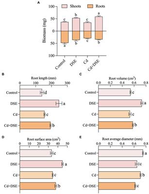 Dark septate endophyte Exophiala pisciphila promotes maize growth and alleviates cadmium toxicity